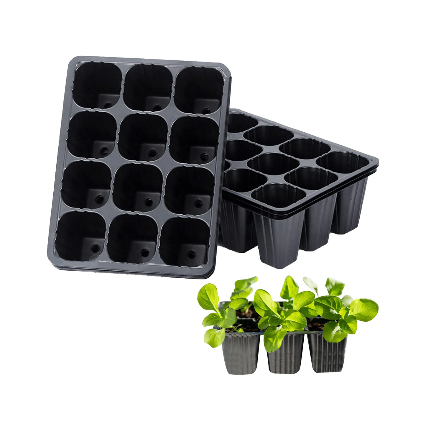 Two black plastic seedling trays with small potted plants on a white background